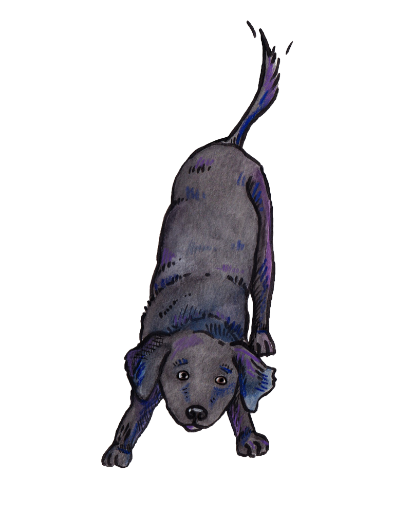 an illustration of a black lab, bowing playfully with his tail wagging © Gracie H Vandiver